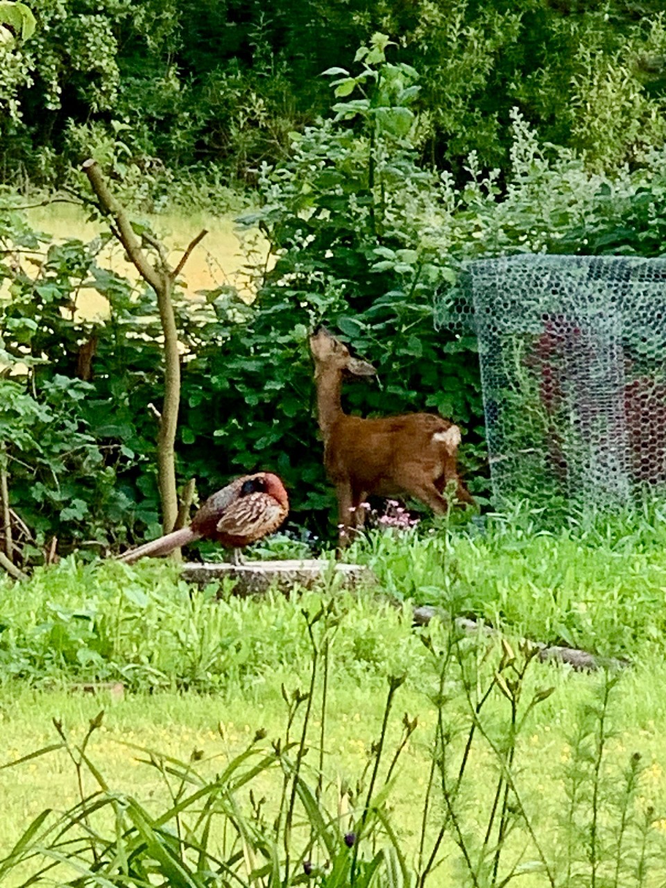 Aus meinem Garten✨